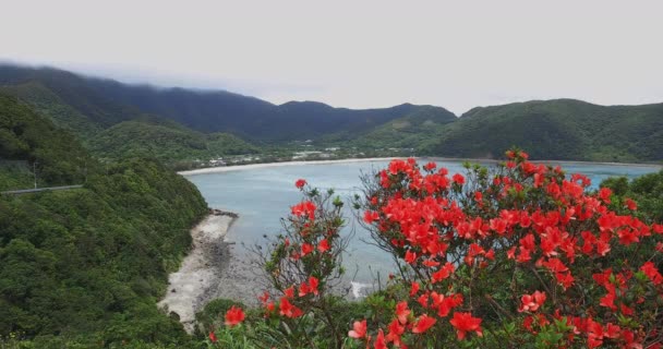 Azalea vid Manenzaki udde nära det blå havet i Amami oshima Kagoshima bred skott — Stockvideo
