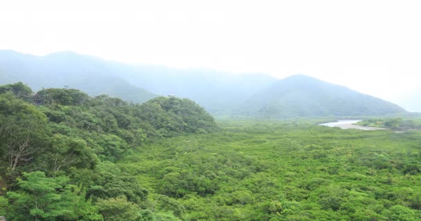 Bosque de manglares en Amami oshima Kagoshima día lluvioso — Vídeo de stock