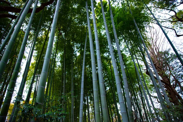 Floresta de bambu no parque tradicional — Fotografia de Stock