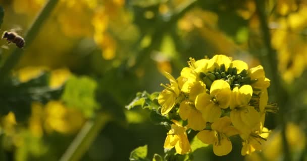 Μέλισσα και Canola λουλούδι στο πεδίο στο Azumayama park στο Shounan Kanagawa — Αρχείο Βίντεο