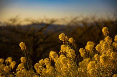 Shounan Kanagawa orta çekimde Azumayama Park'ta kanola Çiçek Bahçesi