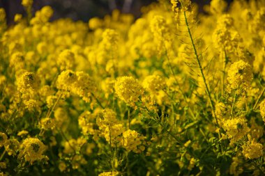 Shounan Kanagawa orta çekimde Azumayama Park'ta kanola Çiçek Bahçesi