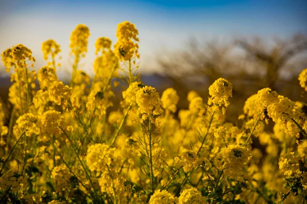 Jardín de flores de canola en el parque Azumayama en Shounan Kanagawa tiro medio —  Fotos de Stock