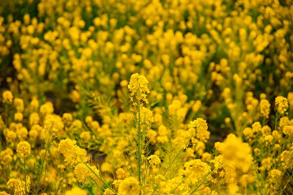 Jardín de flores de canola en el parque Azumayama en Shounan Kanagawa tiro medio —  Fotos de Stock