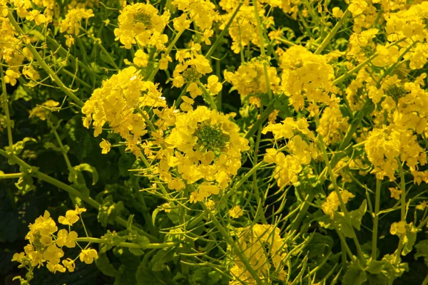 Jardín de flores de canola en el parque Azumayama en Shounan Kanagawa tiro medio —  Fotos de Stock