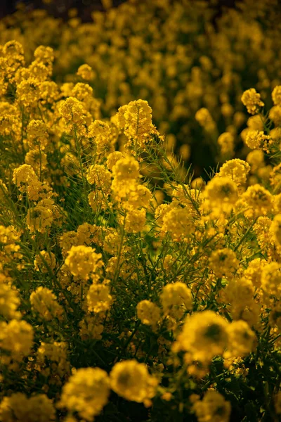 Jardin de fleurs de canola au parc Azumayama à Shounan Kanagawa plan médian — Photo