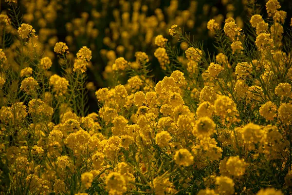 Rapsblumengarten im Azumayama Park in Shounan Kanagawa Mitte Schuss — Stockfoto