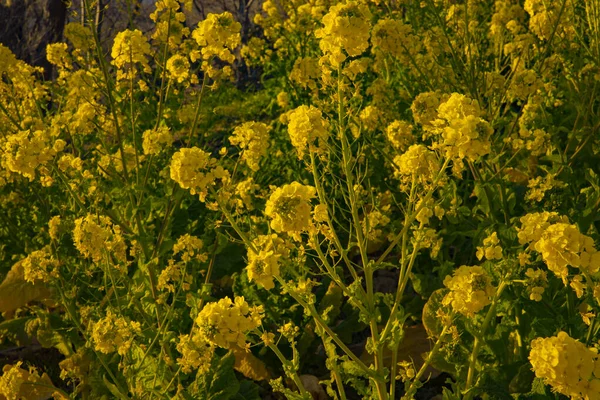 Jardín de flores de canola en el parque Azumayama en Shounan Kanagawa tiro medio —  Fotos de Stock