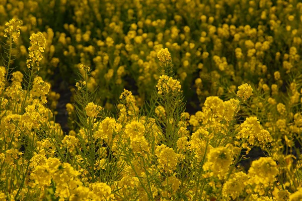 Canola flower garden at Azumayama park in Shounan Kanagawa middle shot — Stock Photo, Image