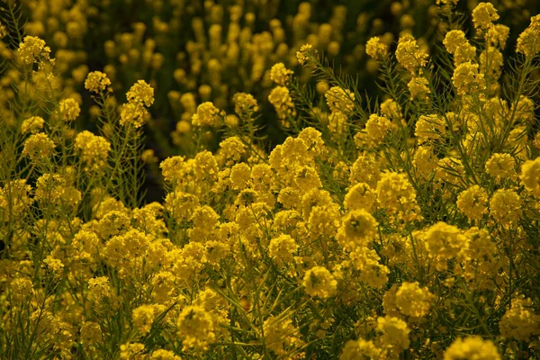 Jardín de flores de canola en el parque Azumayama en Shounan Kanagawa tiro medio —  Fotos de Stock