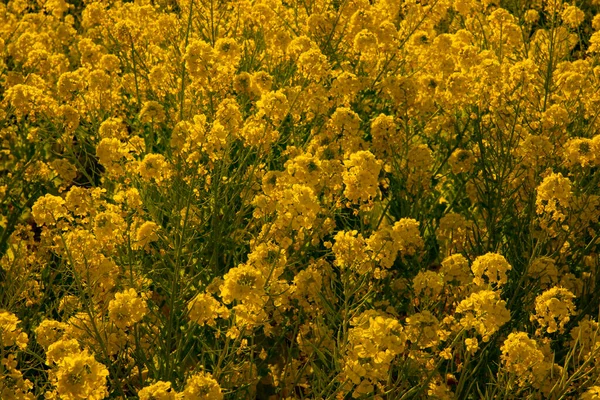 Jardín de flores de canola en el parque Azumayama en Shounan Kanagawa tiro medio — Foto de Stock