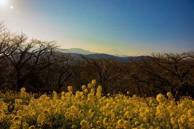 Shounan Kanagawa orta çekimde Azumayama Park'ta kanola Çiçek Bahçesi