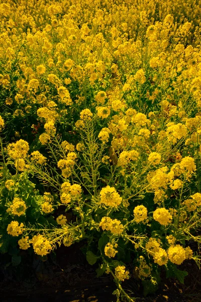 Jardín de flores de canola en el parque Azumayama en Shounan Kanagawa tiro medio —  Fotos de Stock