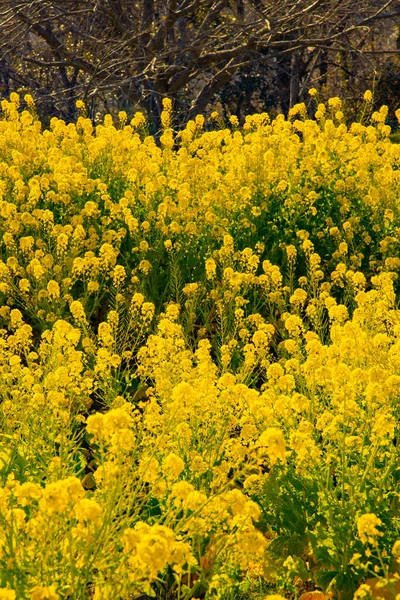 吾妻公園湘南神奈川のミドル ショットで菜種の花の庭 — ストック写真