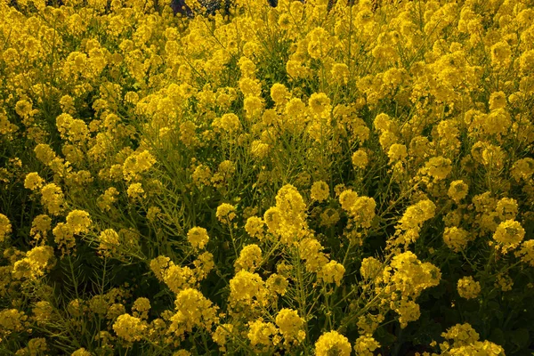 Jardín de flores de canola en el parque Azumayama en Shounan Kanagawa tiro medio —  Fotos de Stock