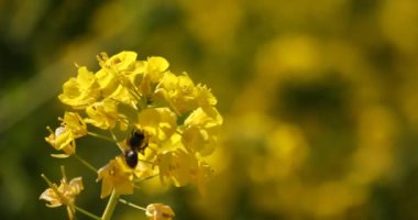 Shounan Kanagawa Azumayama Park'ta alanındaki arı ve kanola çiçeği