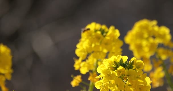 Shounan Kanagawa Azumayama Park'ta alanındaki arı ve kanola çiçeği — Stok video