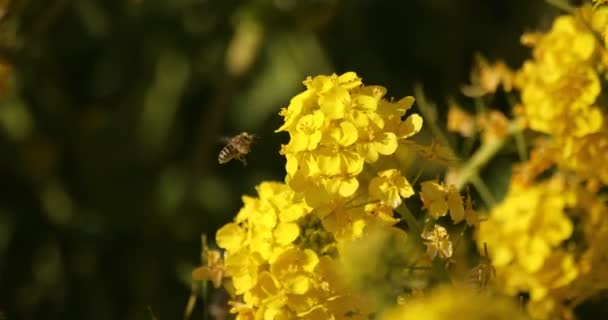 Bee a řepka květina v poli v Azumayama parku v Shounan Kanagawa — Stock video