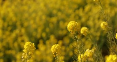 Shounan Kanagawa raf odak Park'ta Azumayama kanola Çiçek Bahçesi
