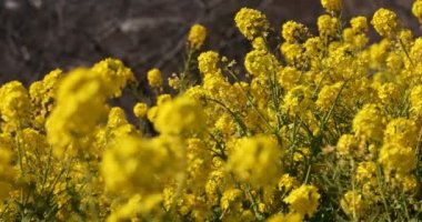 Kanola çiçek bahçesi Shounan Kanagawa Azumayama Park'ta yakın çekim