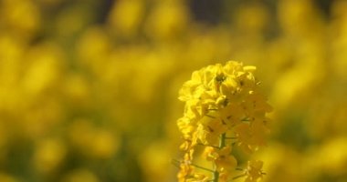 Shounan Kanagawa raf odak Park'ta Azumayama kanola Çiçek Bahçesi