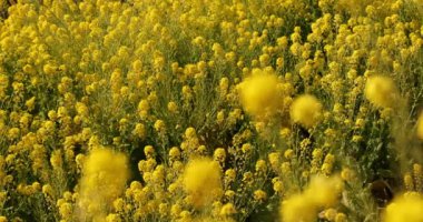 Shounan Kanagawa raf odak Park'ta Azumayama kanola Çiçek Bahçesi