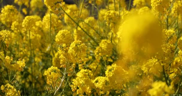 Jardin de fleurs de canola au parc Azumayama à Shounan Kanagawa rack focus — Video