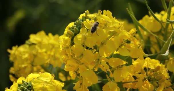 Fleur d'abeille et de canola dans le champ au parc Azumayama à Shounan Kanagawa — Video