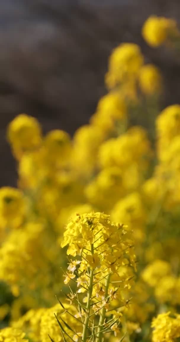 Jardim de flores de canola no parque Azumayama em Shounan Kanagawa vertical — Vídeo de Stock