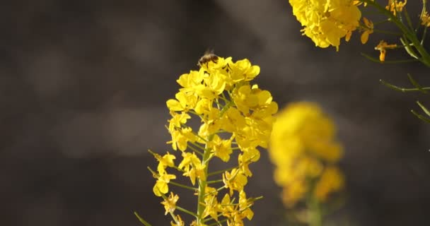 Bee a řepka květina v poli v Azumayama parku v Shounan Kanagawa — Stock video