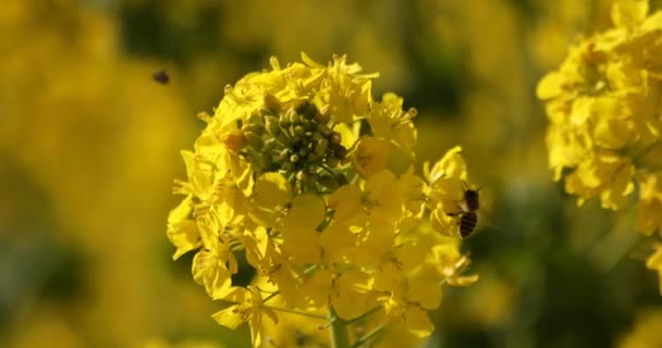 Flor de abelha e canola no campo no parque Azumayama em Shounan Kanagawa — Vídeo de Stock