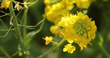 Kanola çiçek bahçesi Shounan Kanagawa Azumayama Park'ta yakın çekim