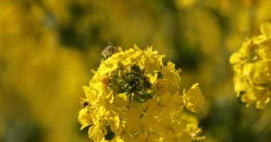 Shounan Kanagawa Azumayama Park'ta alanındaki arı ve kanola çiçeği