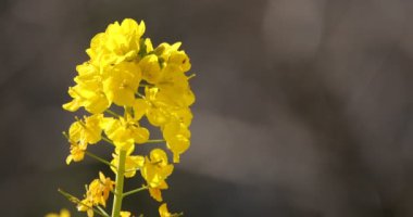 Shounan Kanagawa 'daki Azumayama parkında Kanola çiçek bahçesi kopyalama alanı