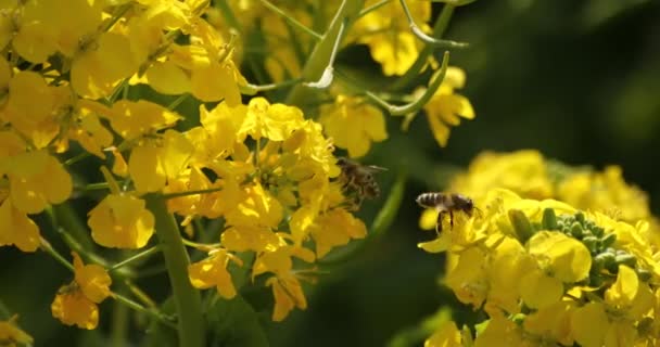 Fleur d'abeille et de canola dans le champ au parc Azumayama à Shounan Kanagawa — Video