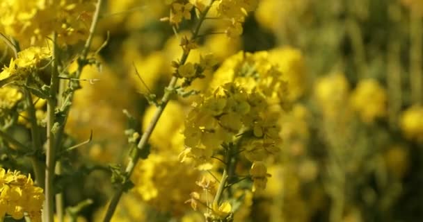 Μέλισσα και Canola λουλούδι στο πεδίο στο Azumayama park στο Shounan Kanagawa — Αρχείο Βίντεο