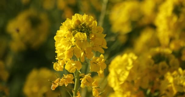 Jardín de flores de canola en el parque Azumayama en Shounan Kanagawa de cerca — Vídeo de stock