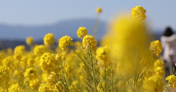 Jardim de flores de canola no parque Azumayama em Shounan Kanagawa — Vídeo de Stock