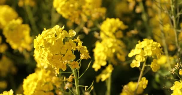 Jardin de fleurs de canola au parc Azumayama à Shounan Kanagawa close up handheld — Video