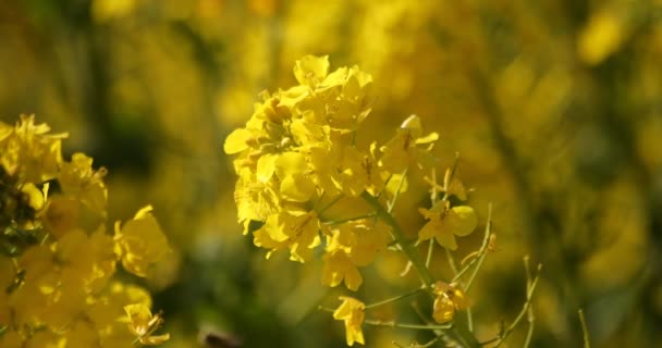 Shounan Kanagawa Azumayama Park'ta alanındaki arı ve kanola çiçeği — Stok video