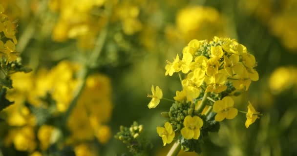 Jardín de flores de canola en el parque Azumayama en Shounan Kanagawa de cerca — Vídeos de Stock