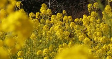 Shounan Kanagawa orta çekimde Azumayama Park'ta kanola Çiçek Bahçesi