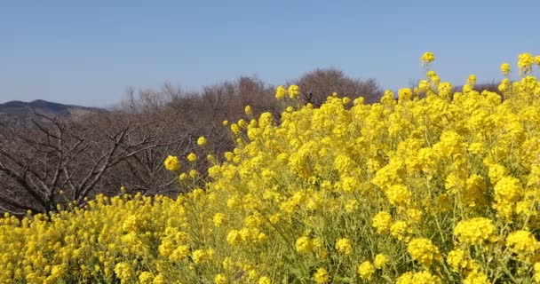 Shounan Kanagawa kaydırma Azumayama Park'ta kanola Çiçek Bahçesi — Stok video