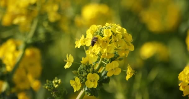 Μέλισσα και Canola λουλούδι στο πεδίο στο Azumayama park στο Shounan Kanagawa — Αρχείο Βίντεο