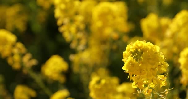 Jardin de fleurs de canola au parc Azumayama à Shounan Kanagawa close up handheld — Video