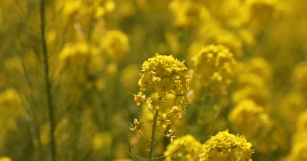 Close-up van Canola bloementuin op Azumayama park in Shounan Kanagawa — Stockvideo