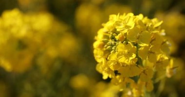 Kanola çiçek bahçesi Shounan Kanagawa Azumayama Park'ta yakın çekim el