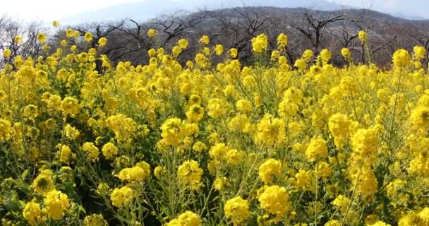 Jardim de flores de canola no parque Azumayama em Shounan Kanagawa tiro do meio — Vídeo de Stock