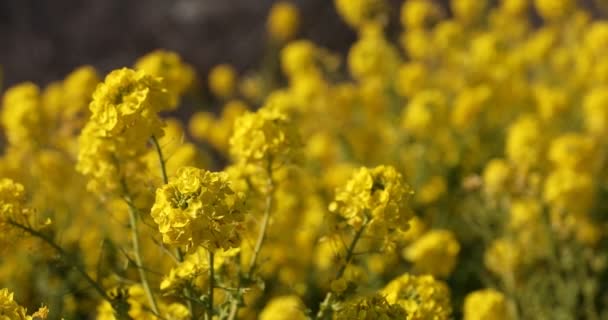 Jardin de fleurs de canola au parc Azumayama à Shounan Kanagawa close up — Video