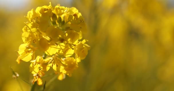 Jardin de fleurs de canola au parc Azumayama à Shounan Kanagawa — Video